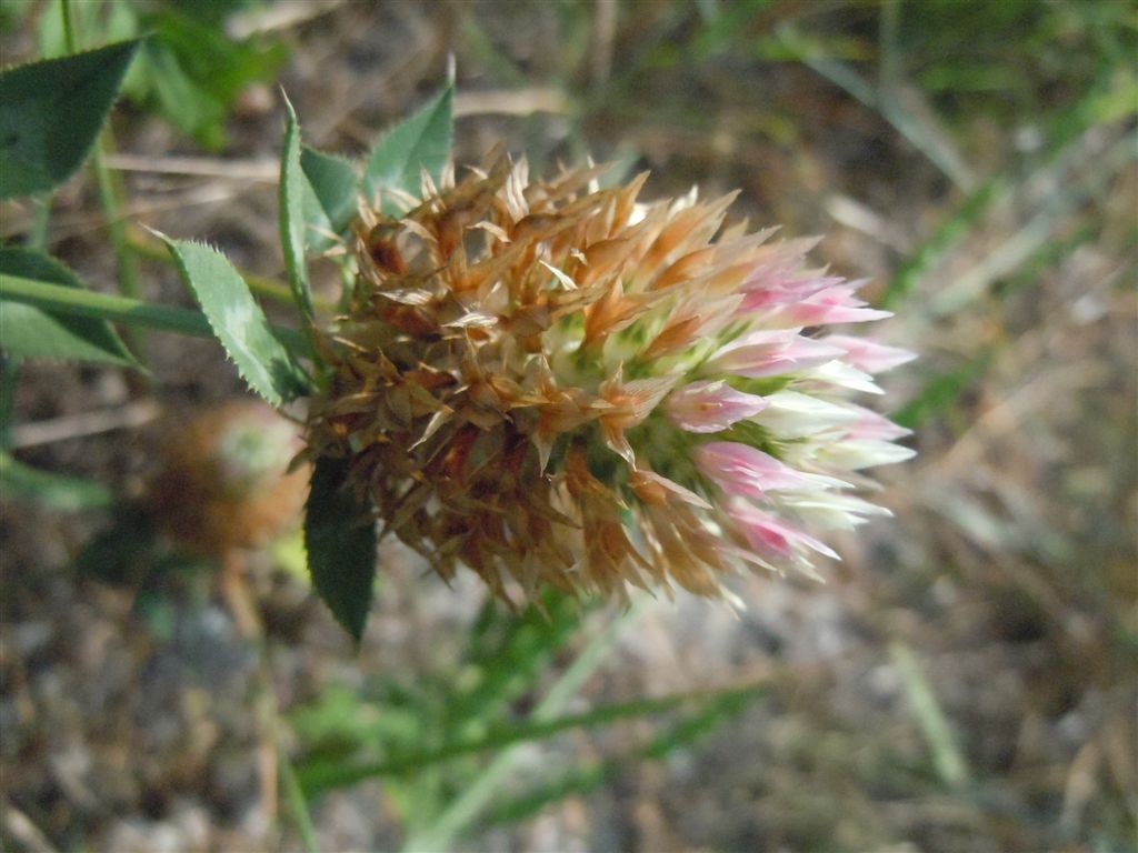 Trifolium vesiculosum / Trifoglio vescicoloso